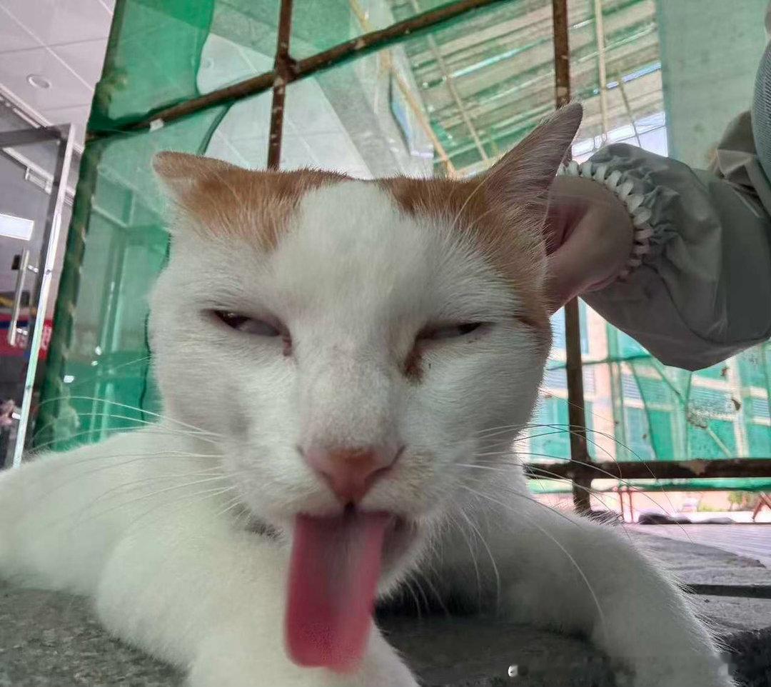 50804【丑猫】吐舌咪子 