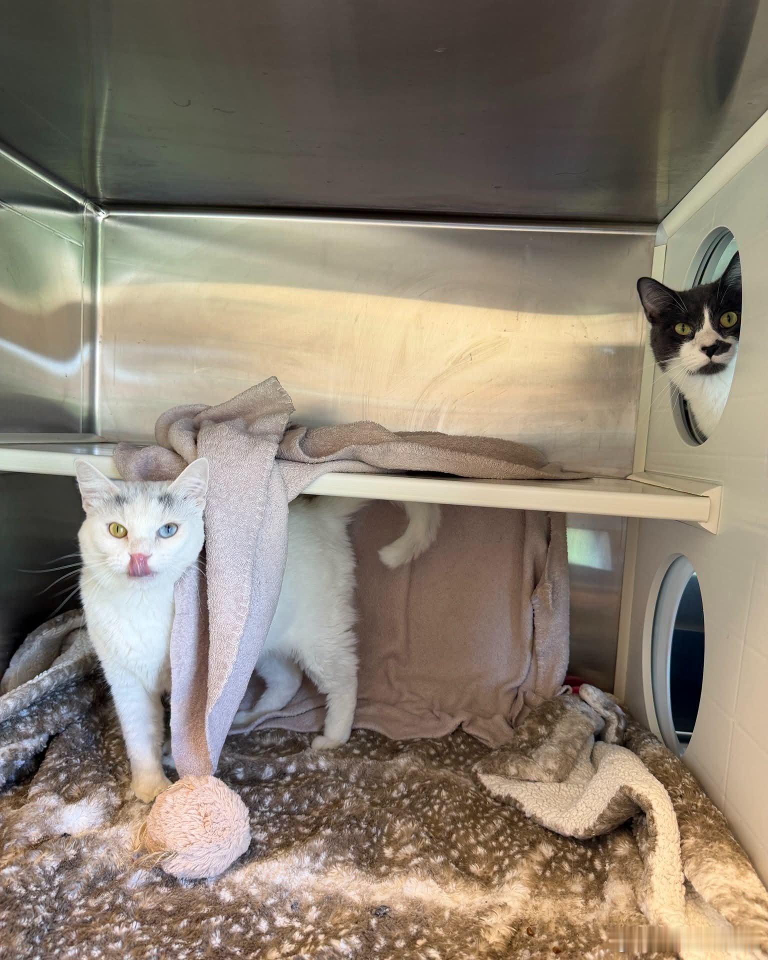 上个月去世的猫咪，在八年前领养它的同一个收容所里“转世”了 ​​​