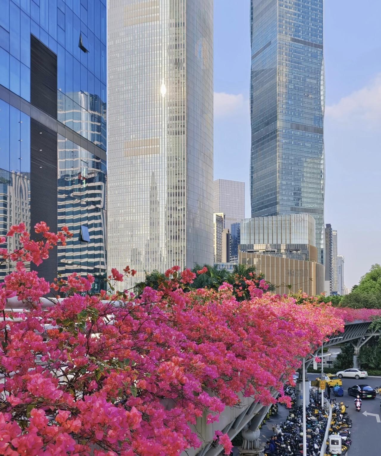 珠江新城的浪漫，藏在钢筋水泥与繁花盛放的碰撞里。
 
当三角梅以瀑布般的艳粉色铺