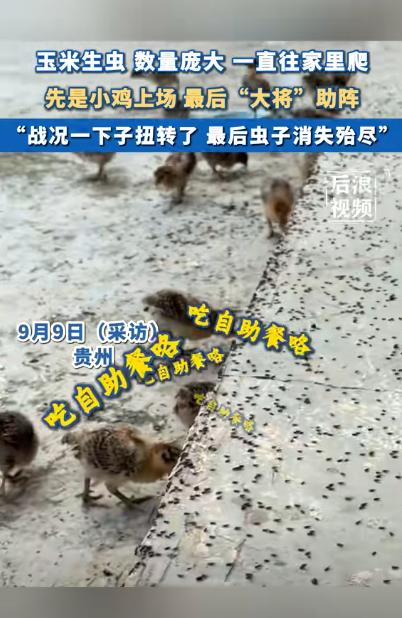 “人怎么能这么聪明！”贵州一男子因没把玉米晒干导致生虫，不仅数量庞大，还总往家门