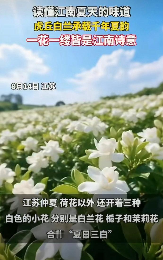 江苏的夏日浪漫是阿婆篮子里的白兰花江苏的夏日氛围感被白兰花狠狠拿捏。街边阿婆竹篮