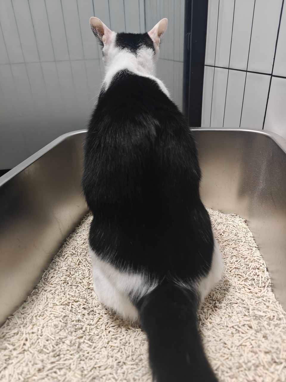 “他背过身去，仿佛下定了某种决心。”daily奶牛猫 （投稿：） 