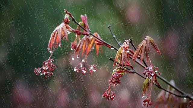 人间四月天，风在低吟，花在浅唱，连雨滴都带着韵律。在这诗意的时光里，找到属于自己