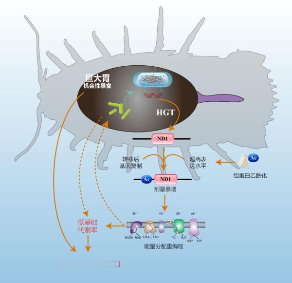 【深海如何诞生传奇耐饿王】我们知道，大洋深处的深海地区又黑又冷，食物匮乏。但有一