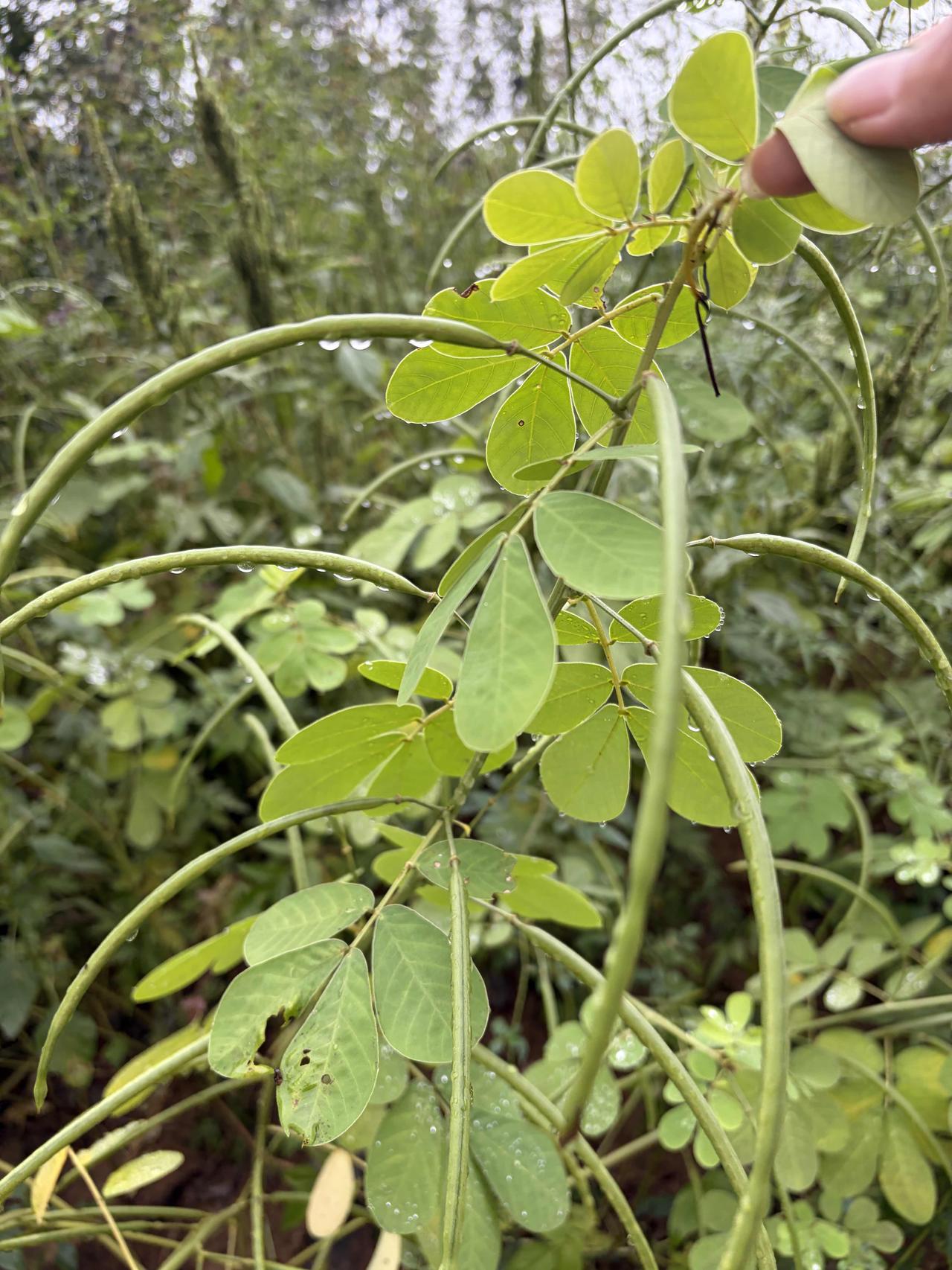 挂着水珠像绿豆角，一查竟是“决明子”🌿

下雨回老家，小道旁发现这丛绿植，叶子