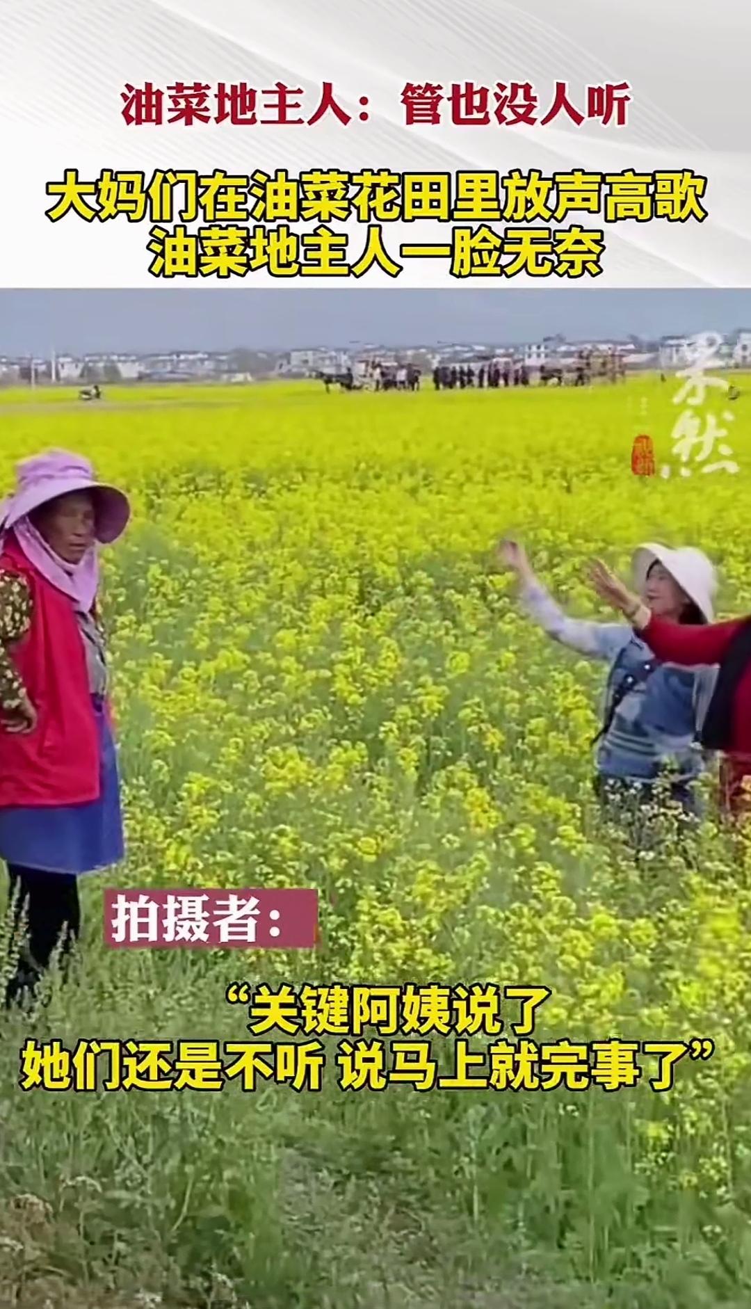 踏入油菜花丛中纵情高歌，即便菜地主好言劝阻也置若罔闻，这群大妈如此寻得的快乐，真