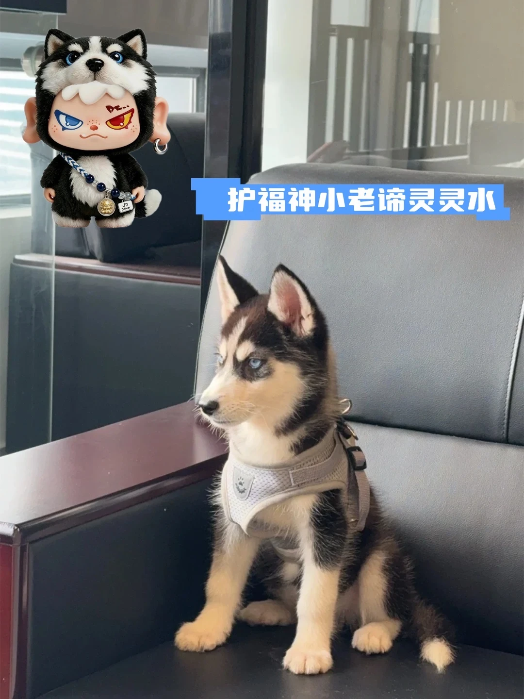 玄学好运向✨ 水逆退散！这只哈士奇谛听太灵