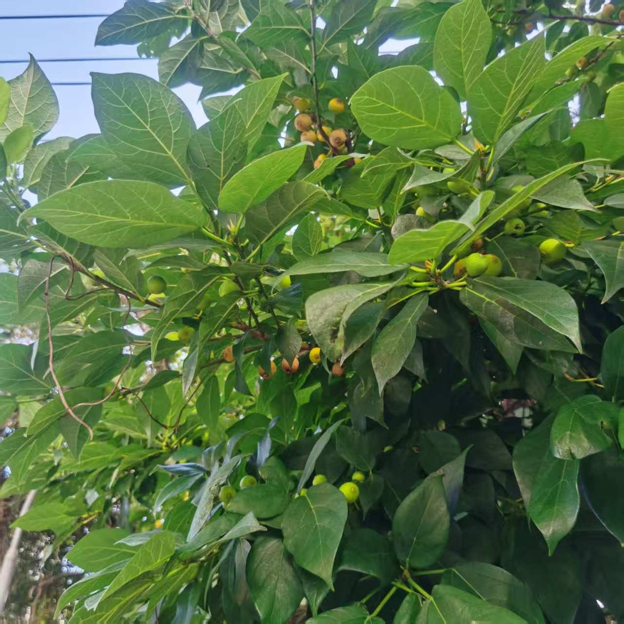 紧绷解除。

老公安心上班，我安心做饭，我整个人都在放松中了。家里有人挣钱，哪还