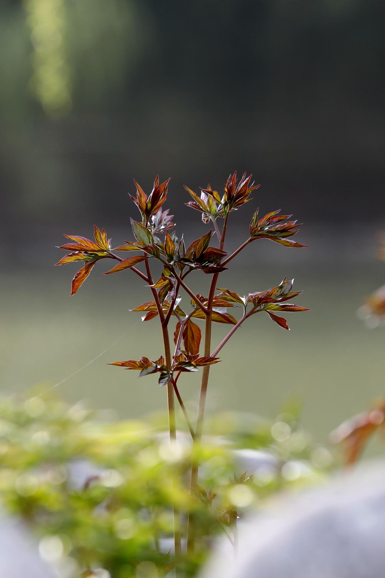 还记得小时候的牡丹吗，这才是叫稚嫩。（原创）