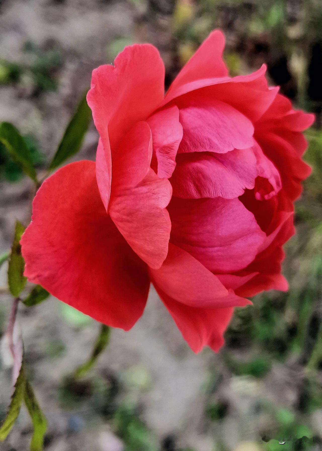 #分享一张随手拍的花#（原创）
花瓣如丝绒般娇艳 色彩的晕染好似燃烧的火焰 释放