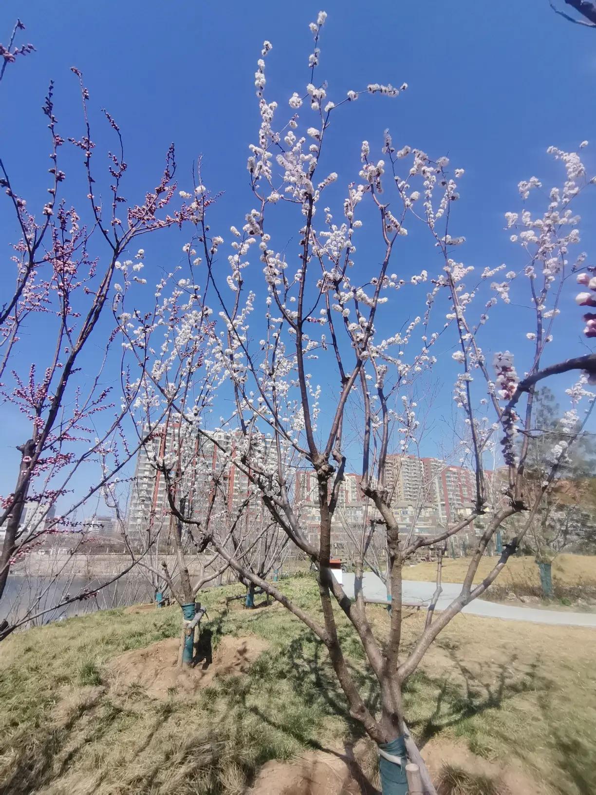 阳光穿过新叶，洒下斑驳光影。风里混着青草香，一只橘猫在花坛边伸懒腰。此刻，万物静