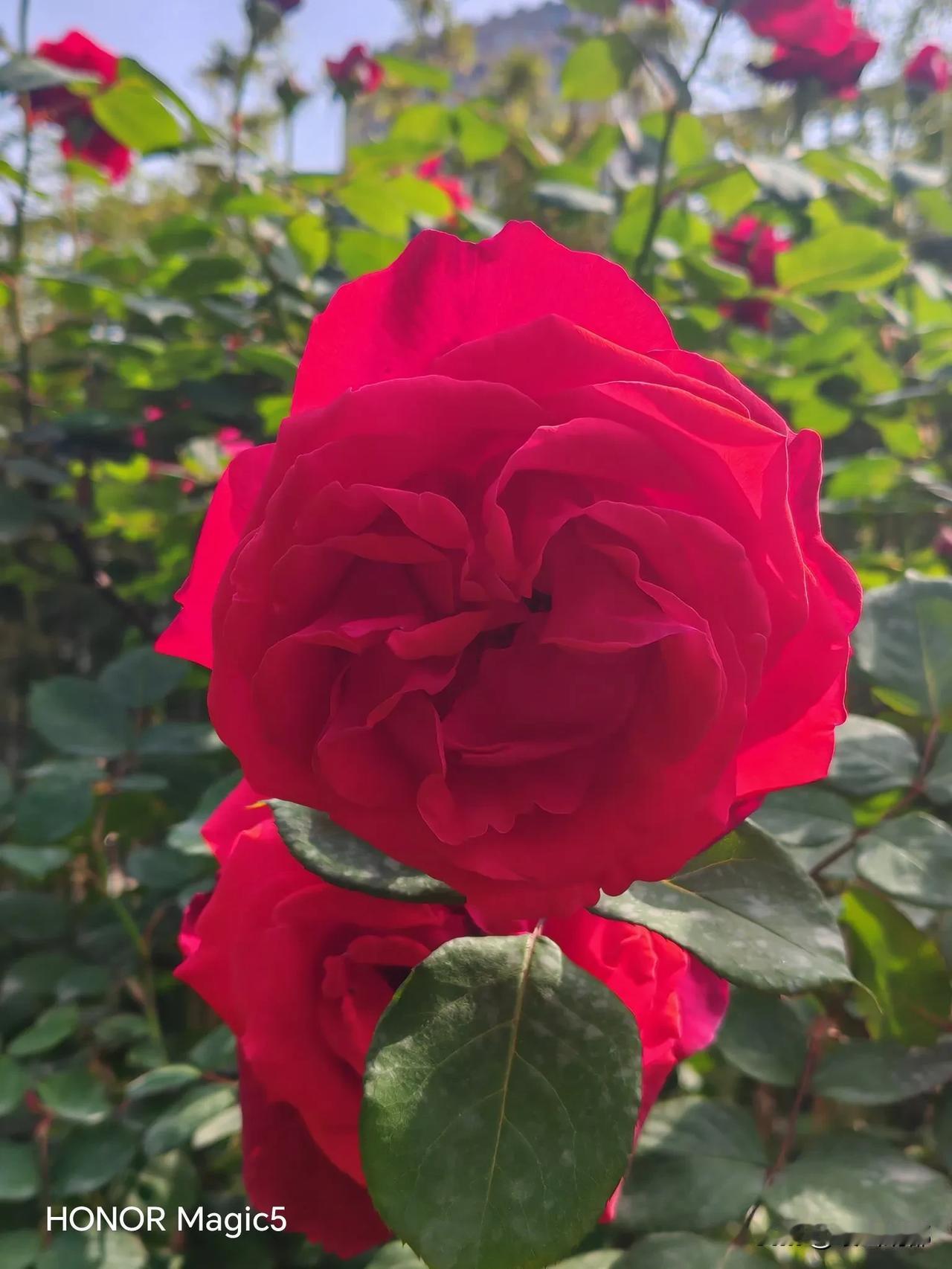 丰庆公园之美[烟花]