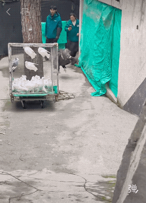 它怎么那么开心呀！它还会飞吗？[捂脸]