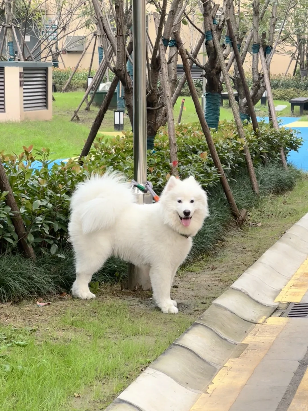 狗拴在这了，有缘人请自行牵走