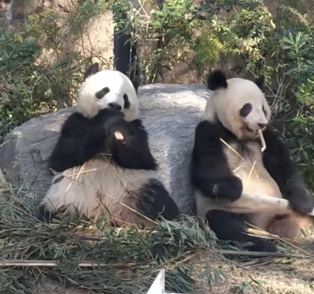 中国旅日大熊猫“晓晓"和”蕾蕾"结束了在日本上野动物园的生活，于本月27日回到故
