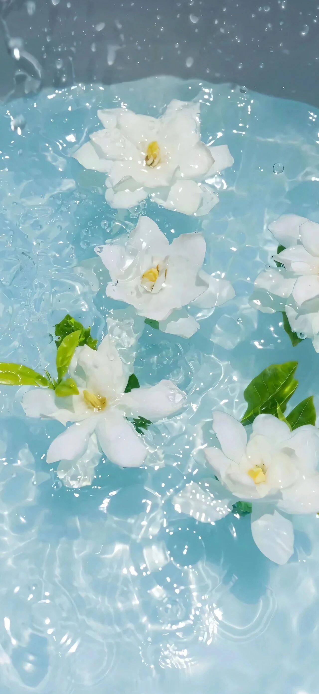 花儿不会因为明日枯萎，今日就不开花。不要因为担心明日的我，拒绝今日的我。——桐华