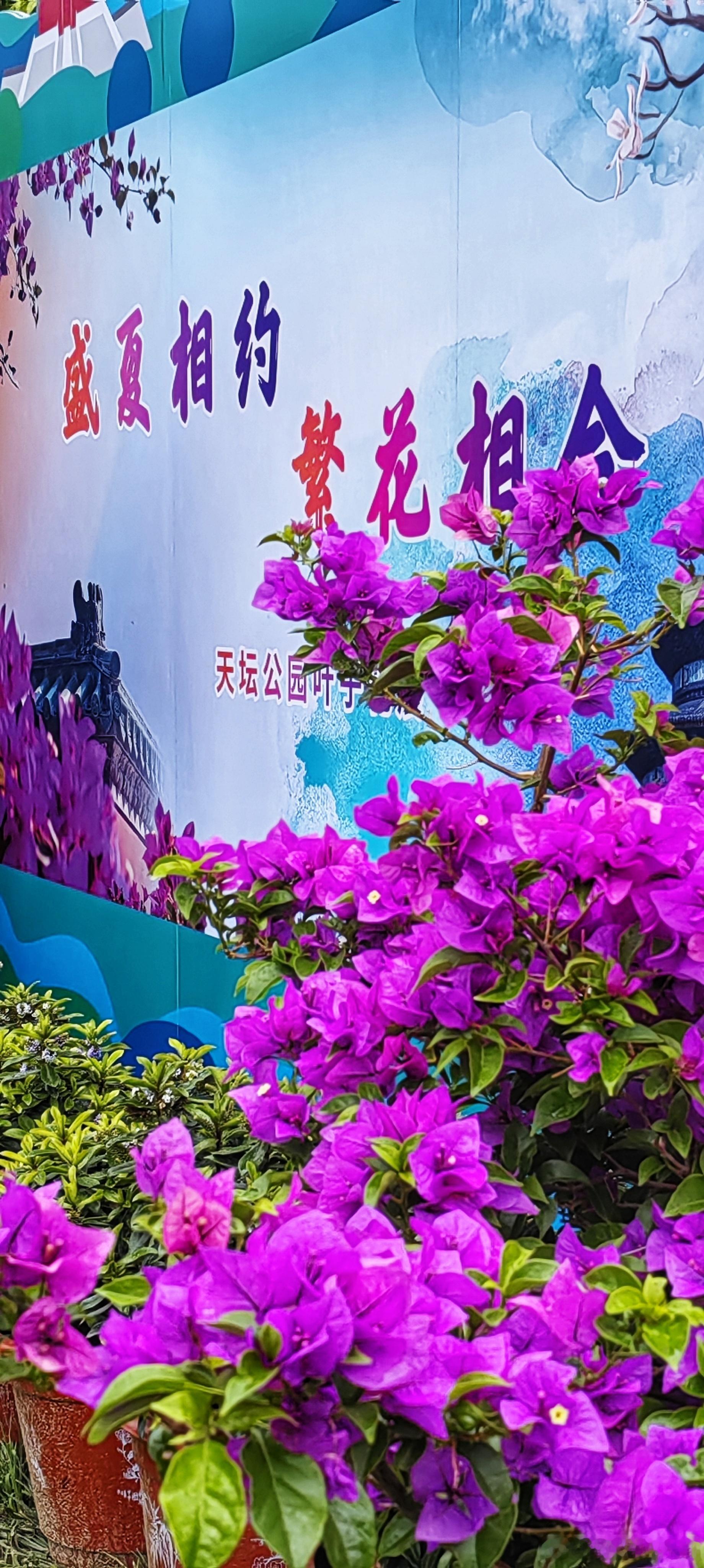 天坛叶子花展2024.7.2摄影 ​​​
