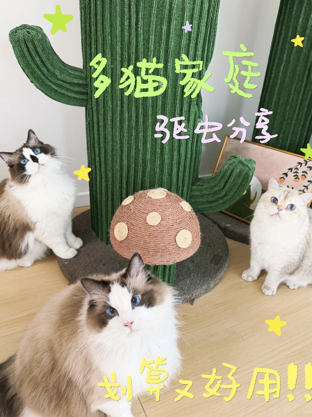 多猫驱虫🆘星！夯中之夯的驱虫分享