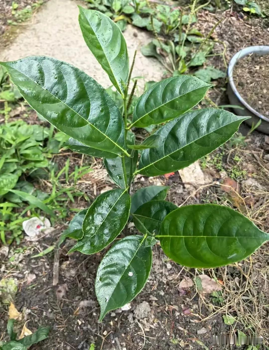 老家院里的小树苗到底是什么树？
昨晚，老家的院子里发现了一棵小树苗，这事儿差点让