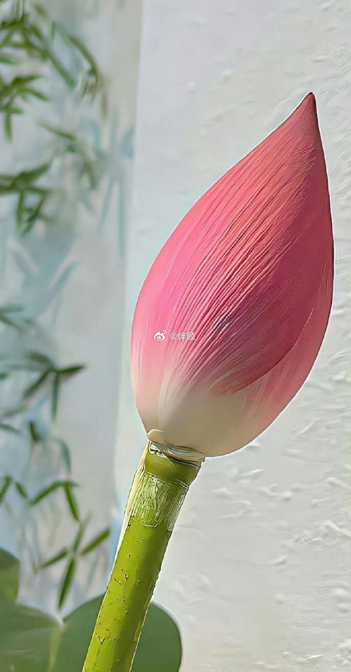 好运入门，好运莲莲🌷 