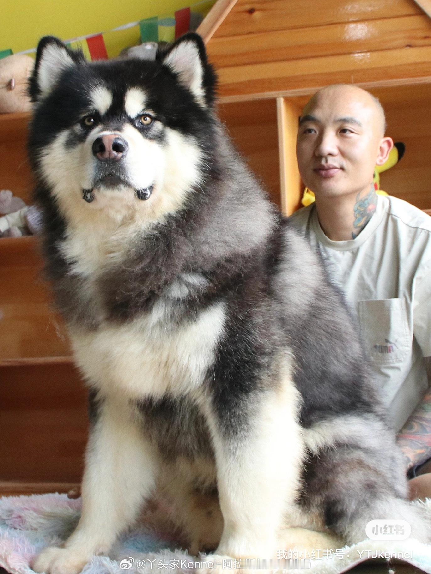 河北一阿拉斯加洗澡狗毛满屋飞 [哈哈][哈哈][哈哈]阿拉斯加洗澡的时候 是这样