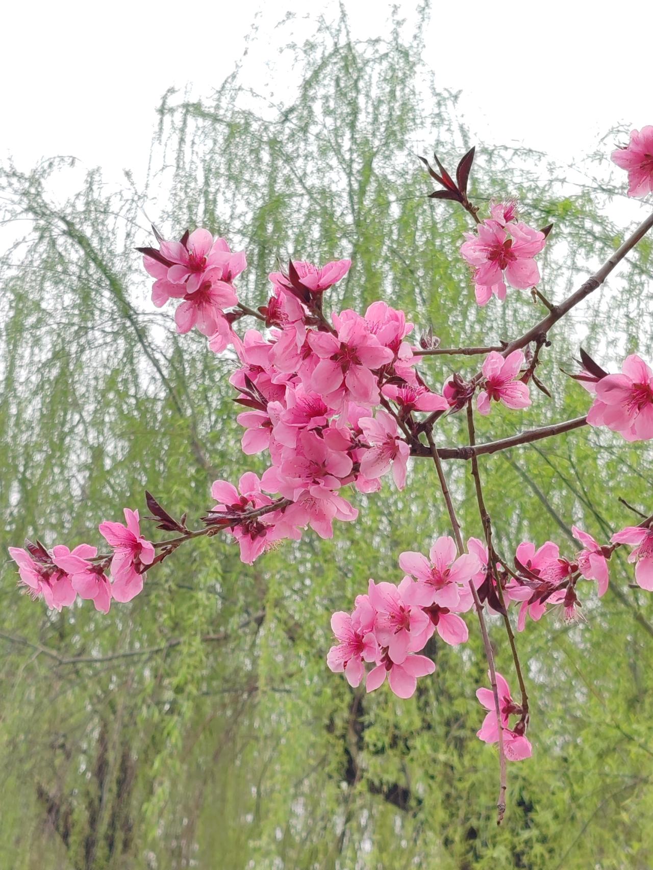 喝酒不开车，开车不喝酒。酒驾入刑至今已16年，公务员被判实刑即开除公职的规定也已