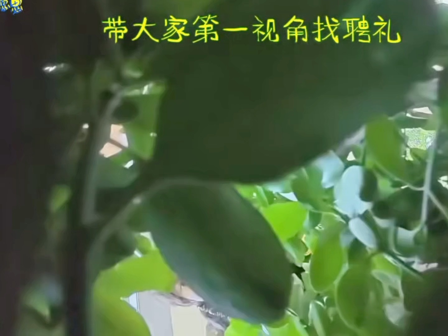 通过GoPro跟我们对话这段互动性好强，“你们帮我进去找一找好吗？”“你们再帮我