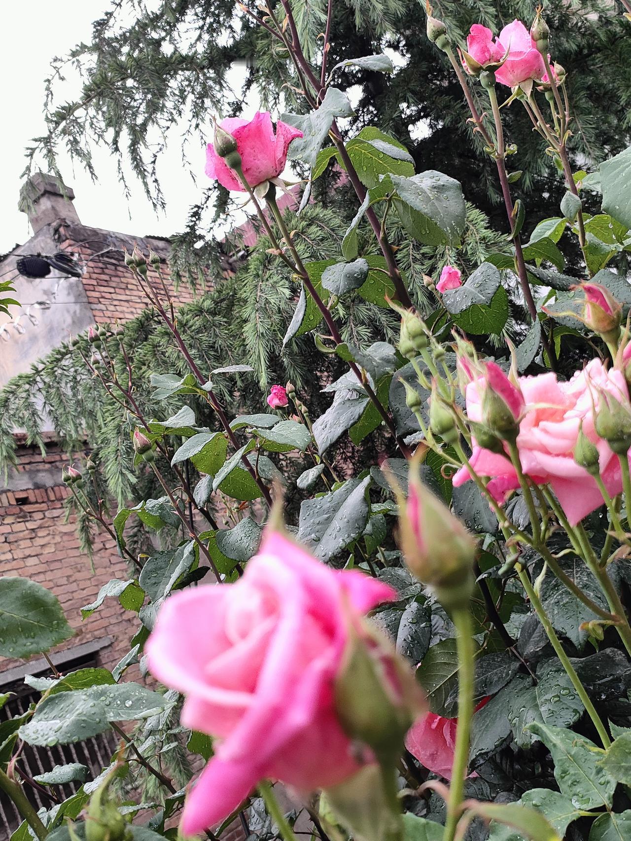 雨后蔷薇沾清露，粉韵温柔满枝头。
青砖老屋伴繁花，细雨润尽人间温柔。
一瓣花香藏