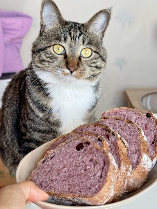 懂事小猫陪麻麻在厨房忙一天，还要验收成果