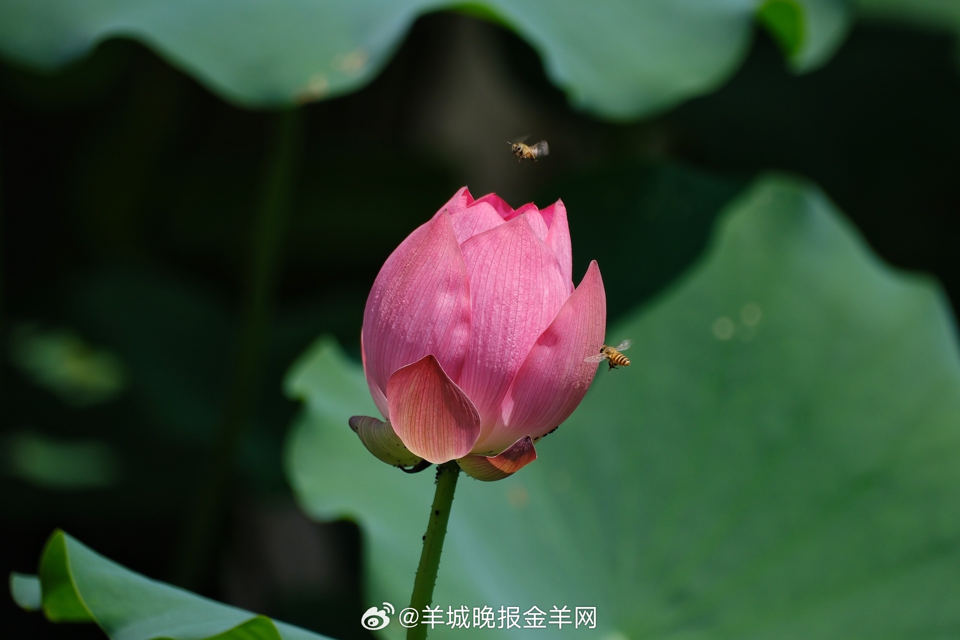 #晚安#对万物保持好奇与谦卑，你会发现，原本以为熟悉的风景，其实还有另一番天地。