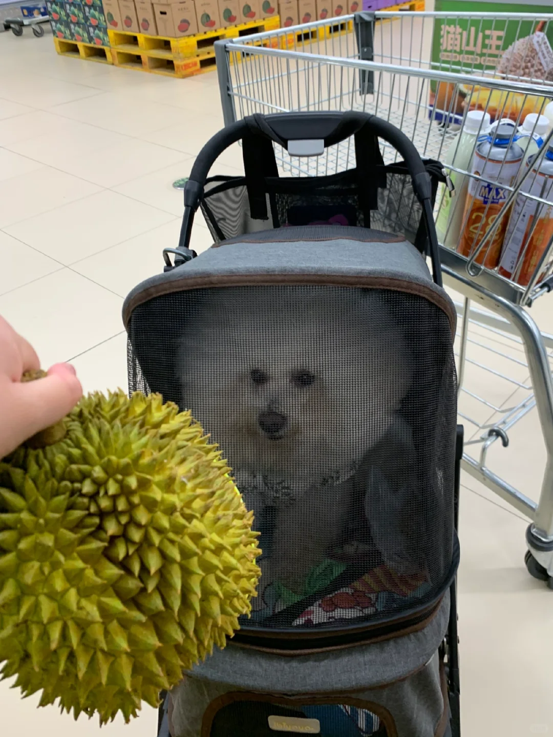 人类超市怎么这么多好吃的啊 😳