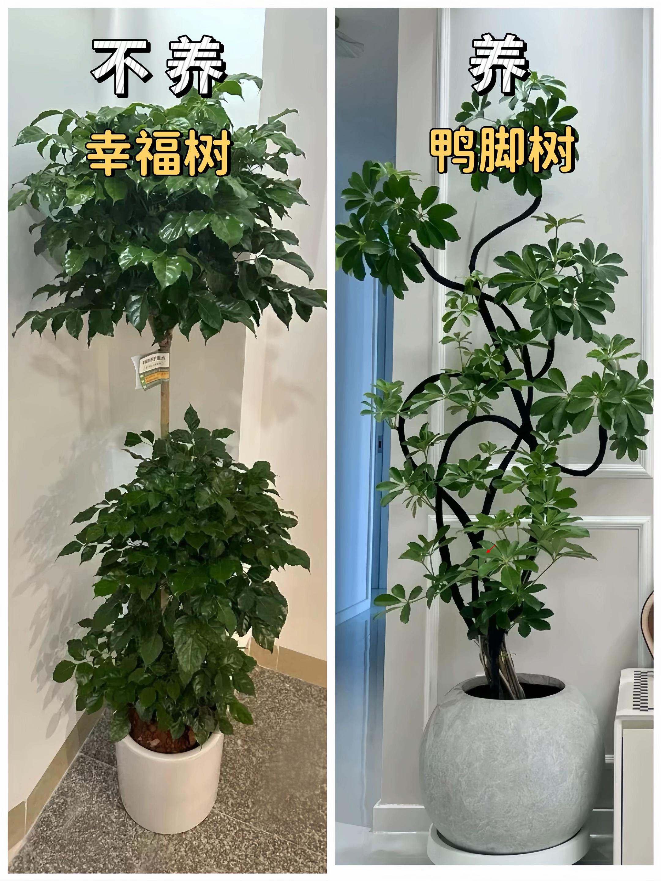 适合新家养的室内绿植，懒人家庭好养易活！