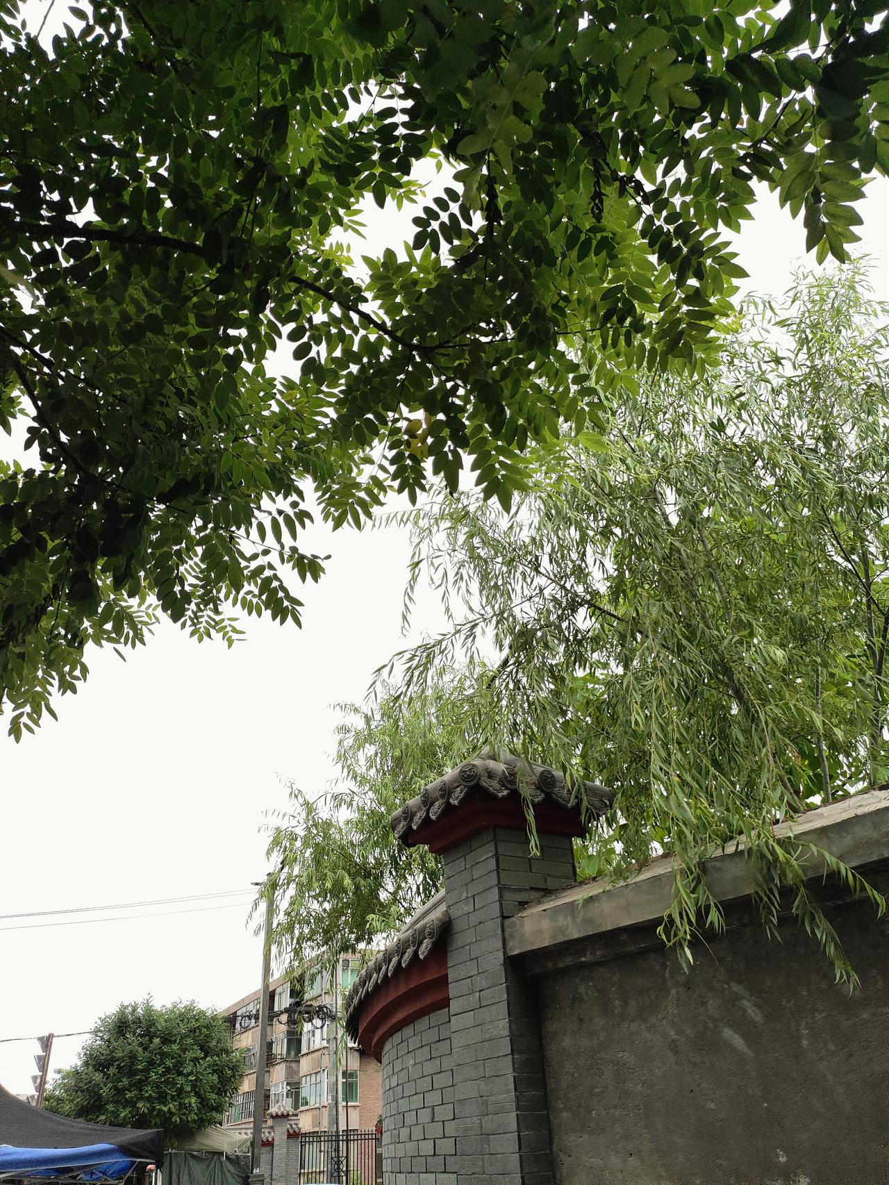 晒图笔记大赛浓荫遮过灰瓦墙头，垂柳枝条轻垂，深浅错落的绿叶衬着古朴砖墙，闹市一隅