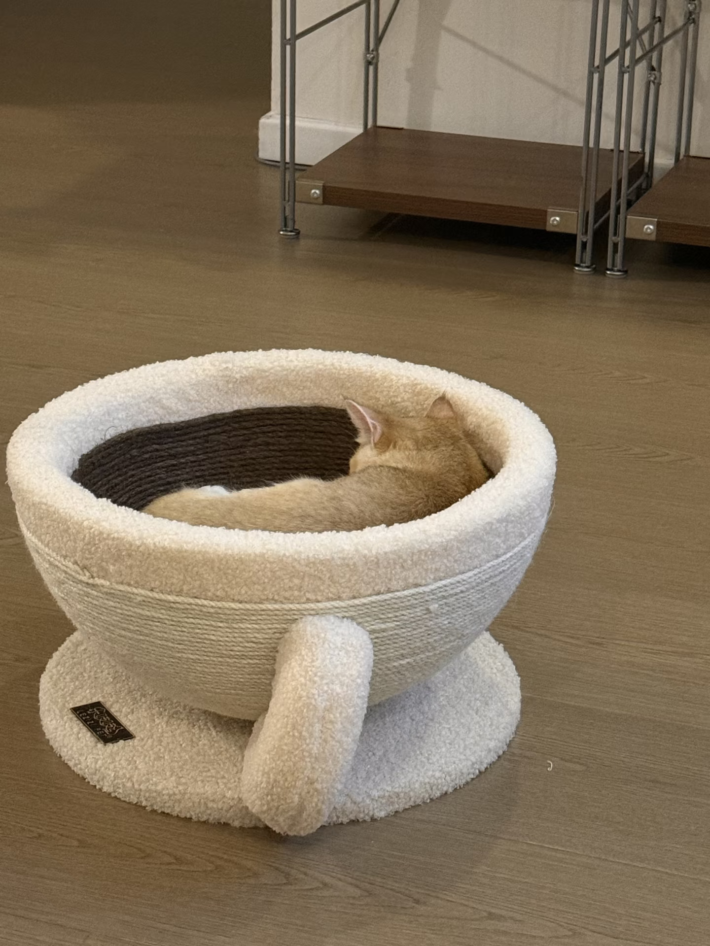 一杯猫 