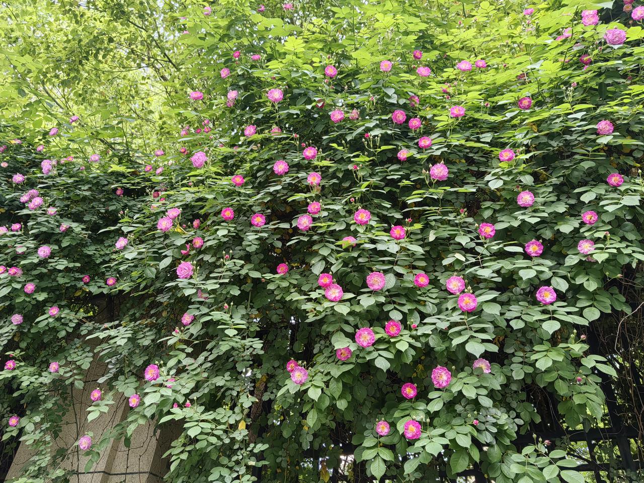 春日生活打卡季 我真的特别喜欢蔷薇花。一到春天，看着它们成片开起来，感觉整个氛围