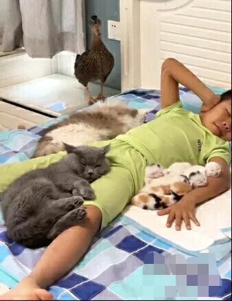 男孩躺在床上睡觉，猫猫狗狗围着睡在那里。

鸭子进来看到没有自己的位置，嘎嘎的发