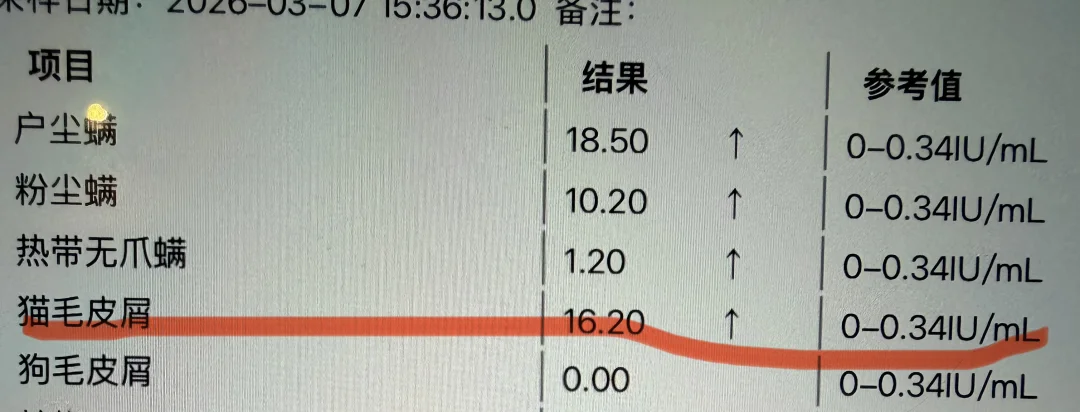 怎么告诉小猫咪这个真相