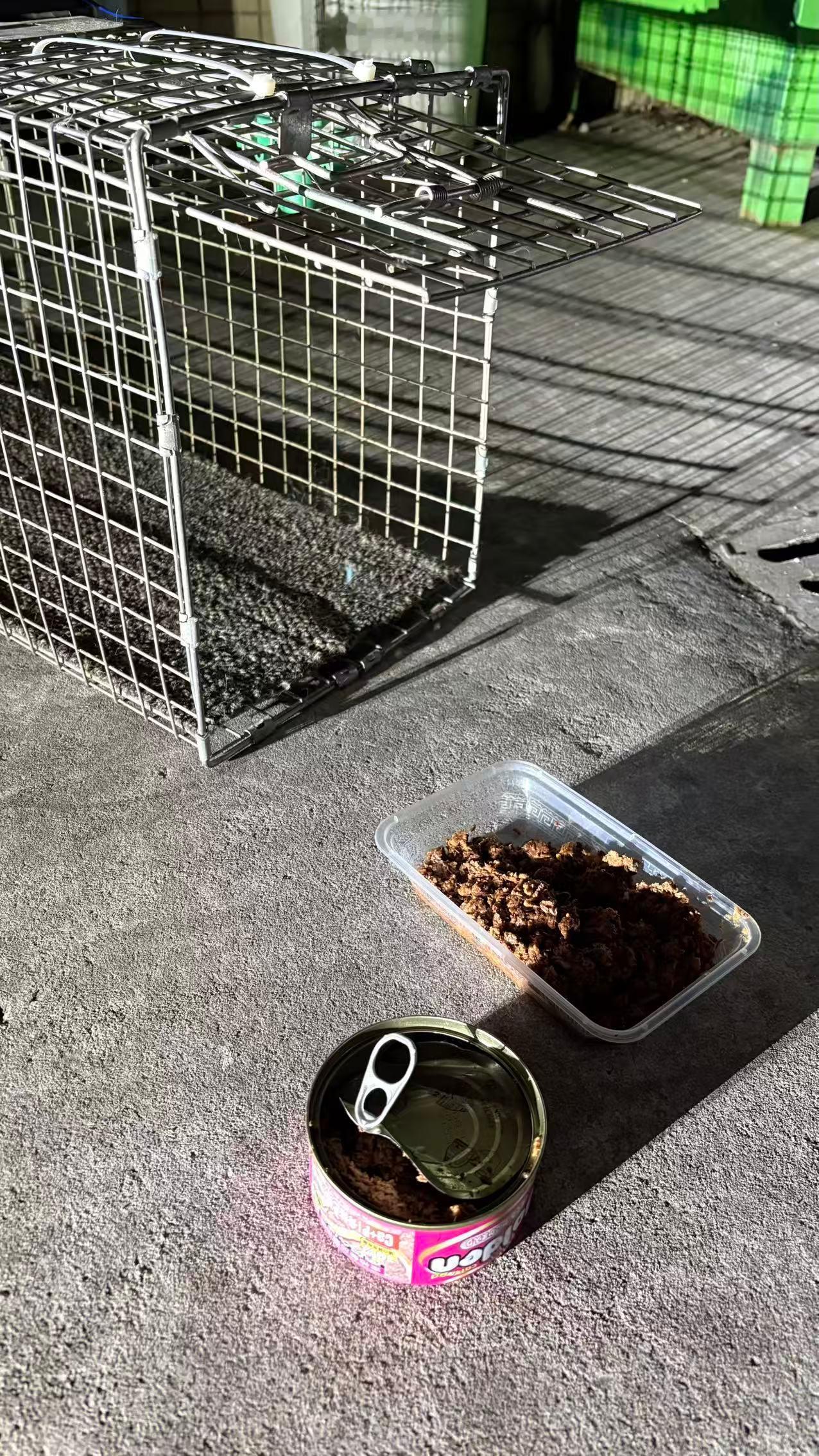 从来都没有人正眼看我，我还以为像我们这样的流浪猫已经被世界遗忘了呢！流浪猫 深圳