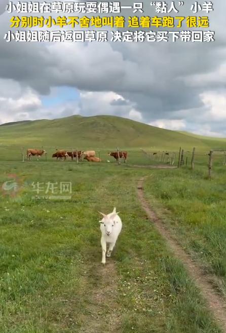 “太有灵性了！”7月21日华龙网报道，女子去内蒙古旅行，与一只小羊玩耍建立了深厚