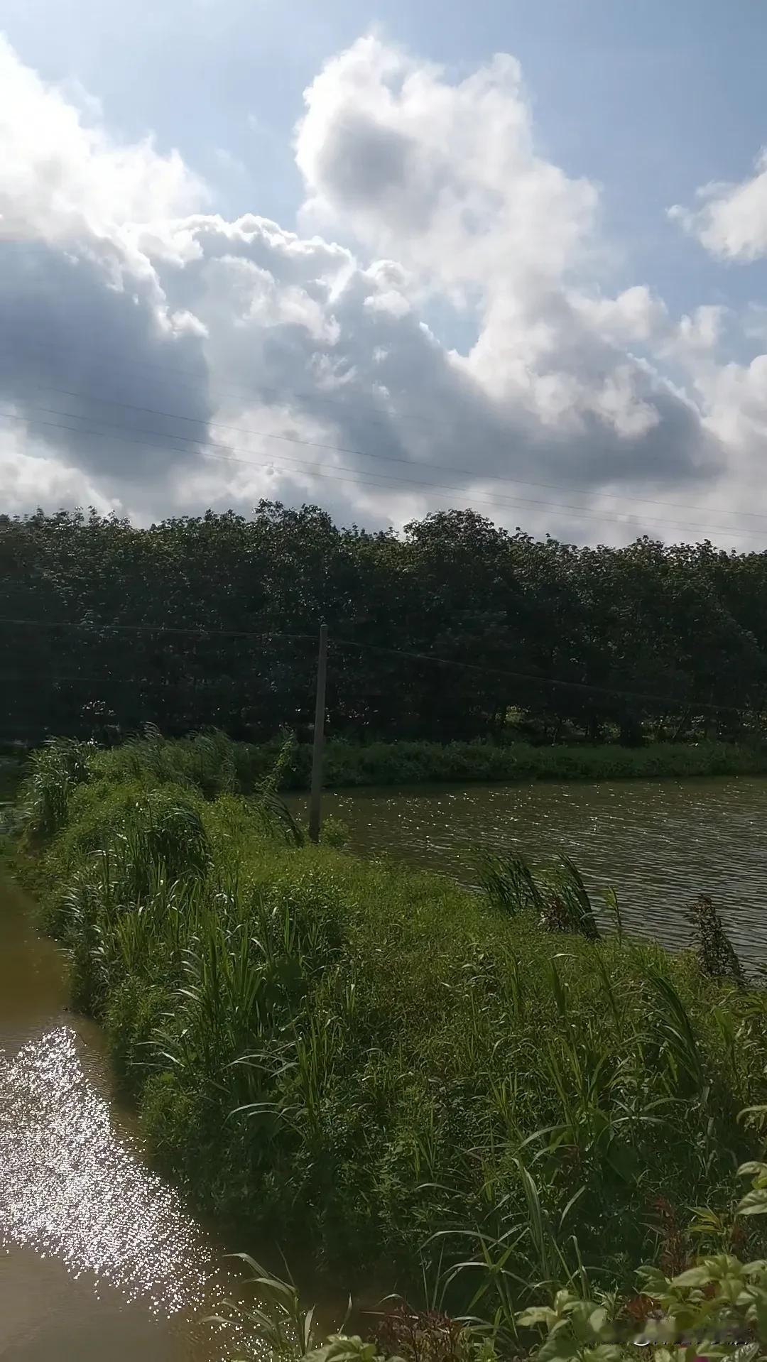 #一句话形容夏日生活#阳光明媚，适合养鱼，钓鱼…