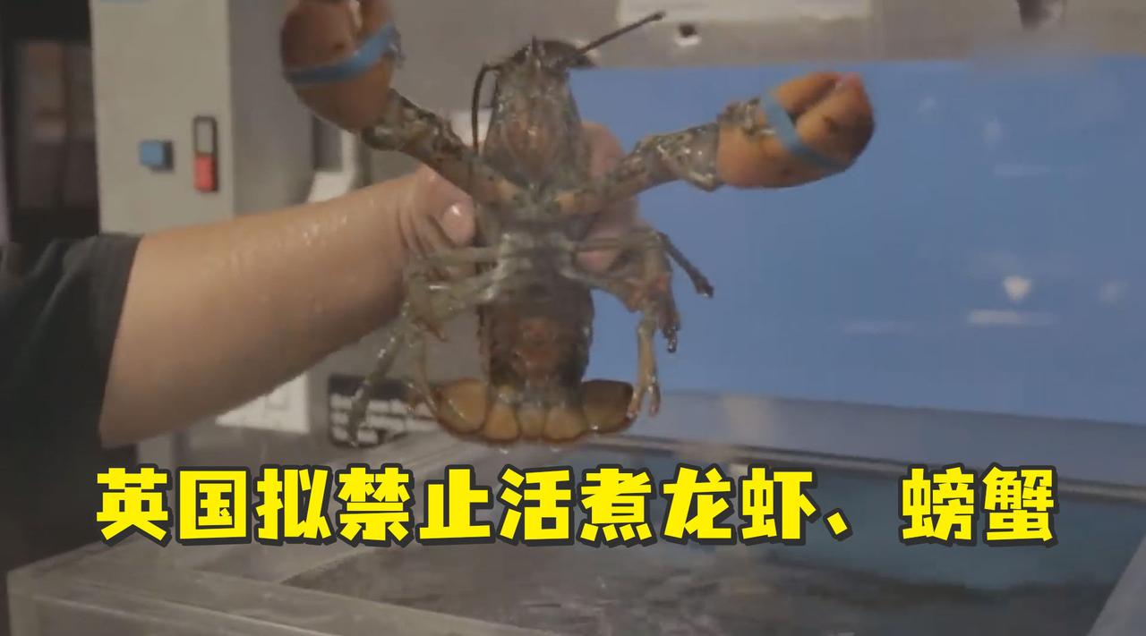 英国禁止将活龙虾直接投入沸水烹煮，要求烹饪前需通过电击或冷冻使其昏迷

活煮龙虾
