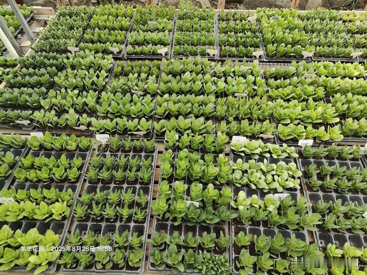 【羊羊花园】长寿花小苗接单，选品种3.5元一颗，10颗包邮，优先发货