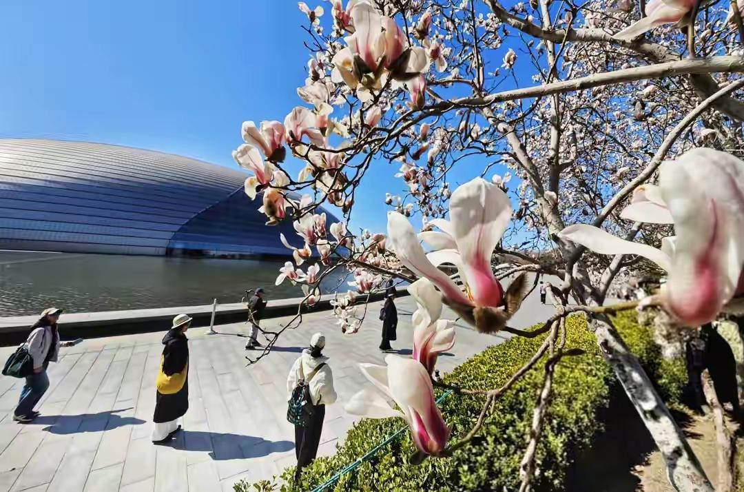 玉兰花盛开，漫步在现代建筑的映衬下，感受春日的美好。