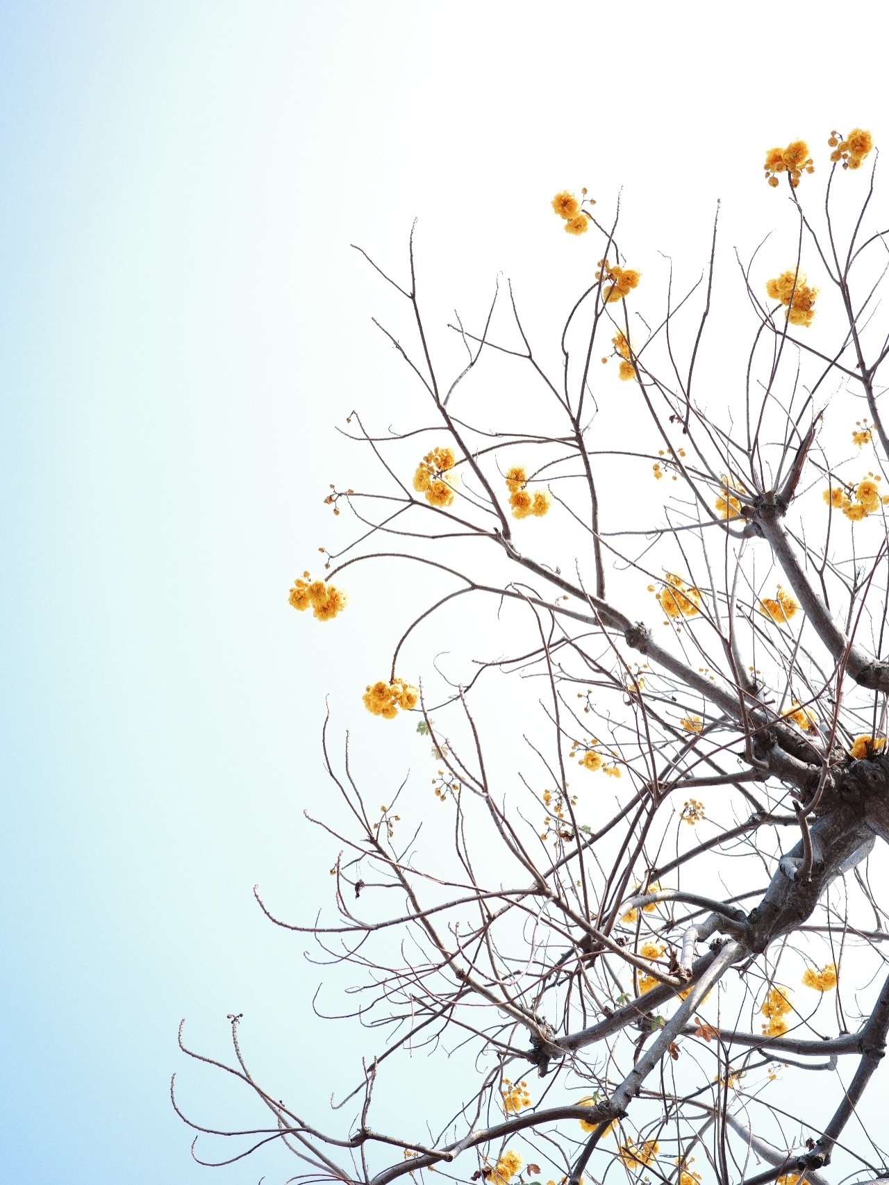 佐々木久美🦒「みんながお花を見上げてるその時間、いいよね🌸」kumigram