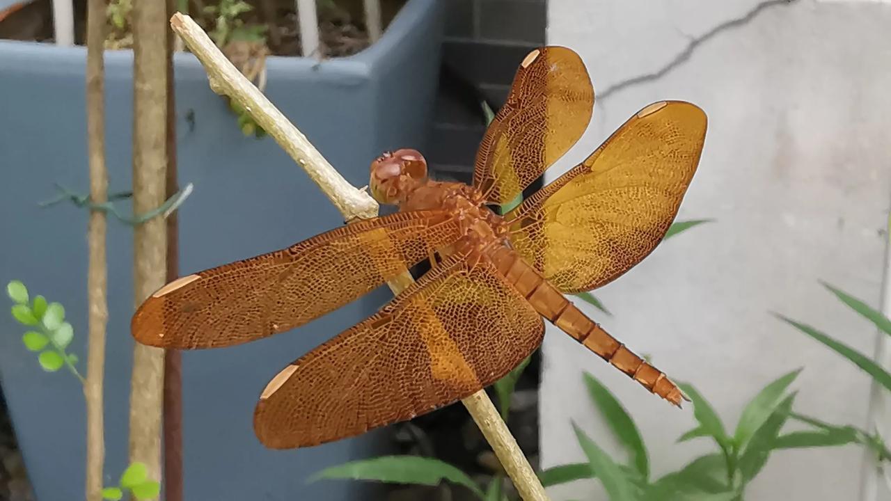 这应该是网脉蜻吧，而且是雌性，因为雌性是黄褐色的，而雄性是通体红色。
从小都知道