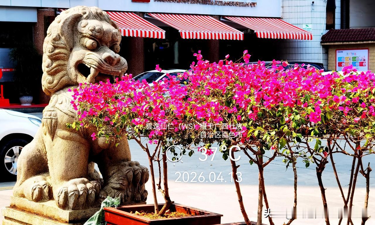 旅居生活记录（9482）广西壮族自治区百色市（167）花儿随拍18：狮子吐“火”