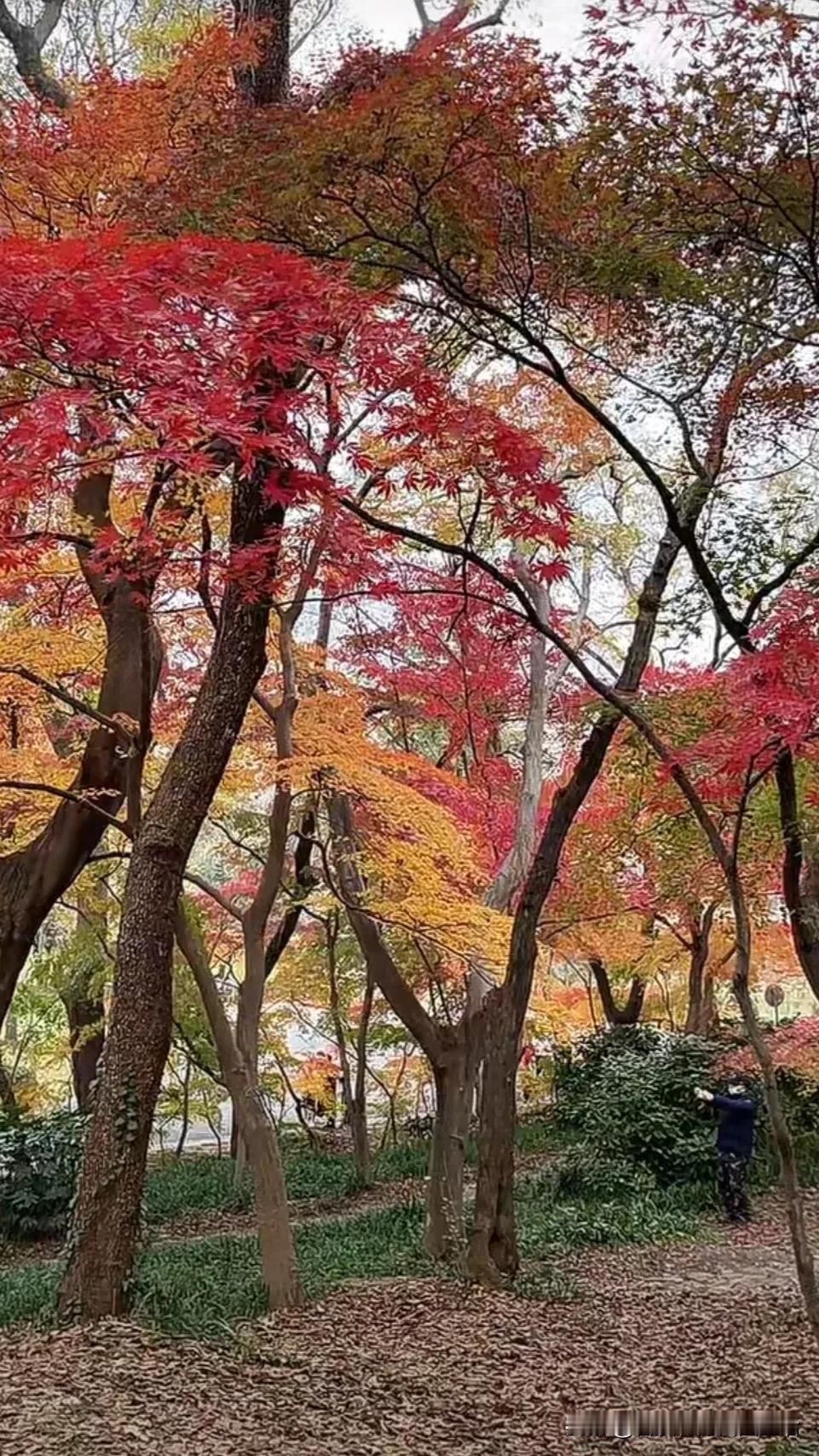 冬意渐浓，红叶如火，漫步林间，感受大自然的绚丽。