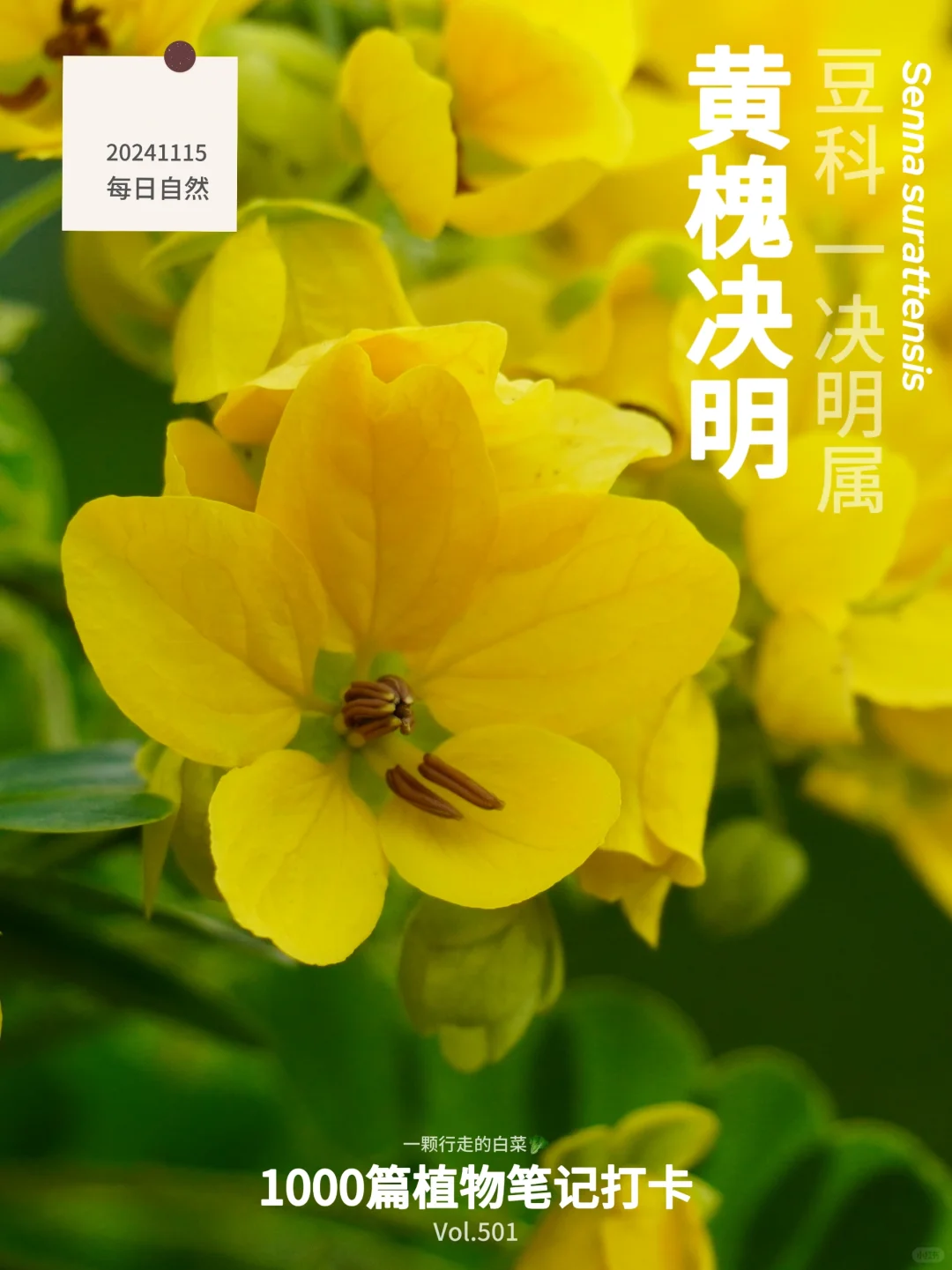 植物笔记501｜依旧是盛开在秋日的小黄花