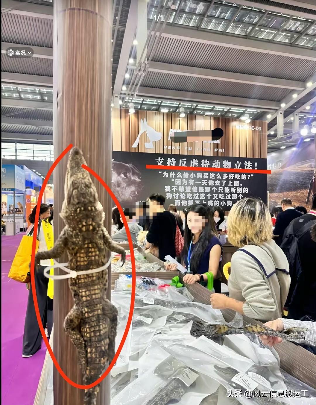 鳄鱼：我是不是动物啊！啊？我到底是不是动物啊？！（宠物物品展）