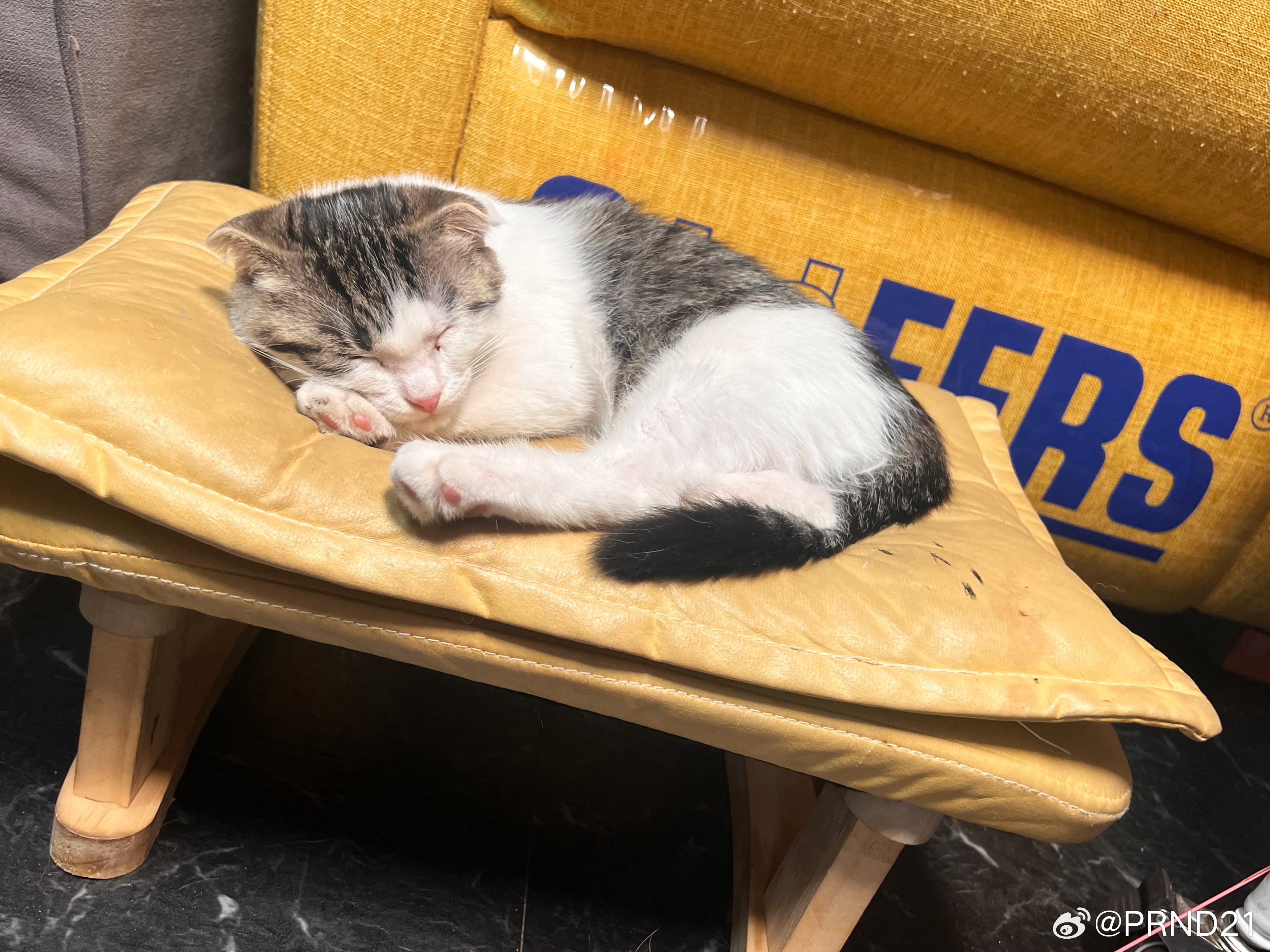 晚安捏…… 妇科的猫子 ​​​